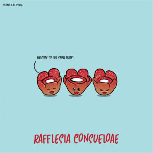 Rafflesia consueloae flower