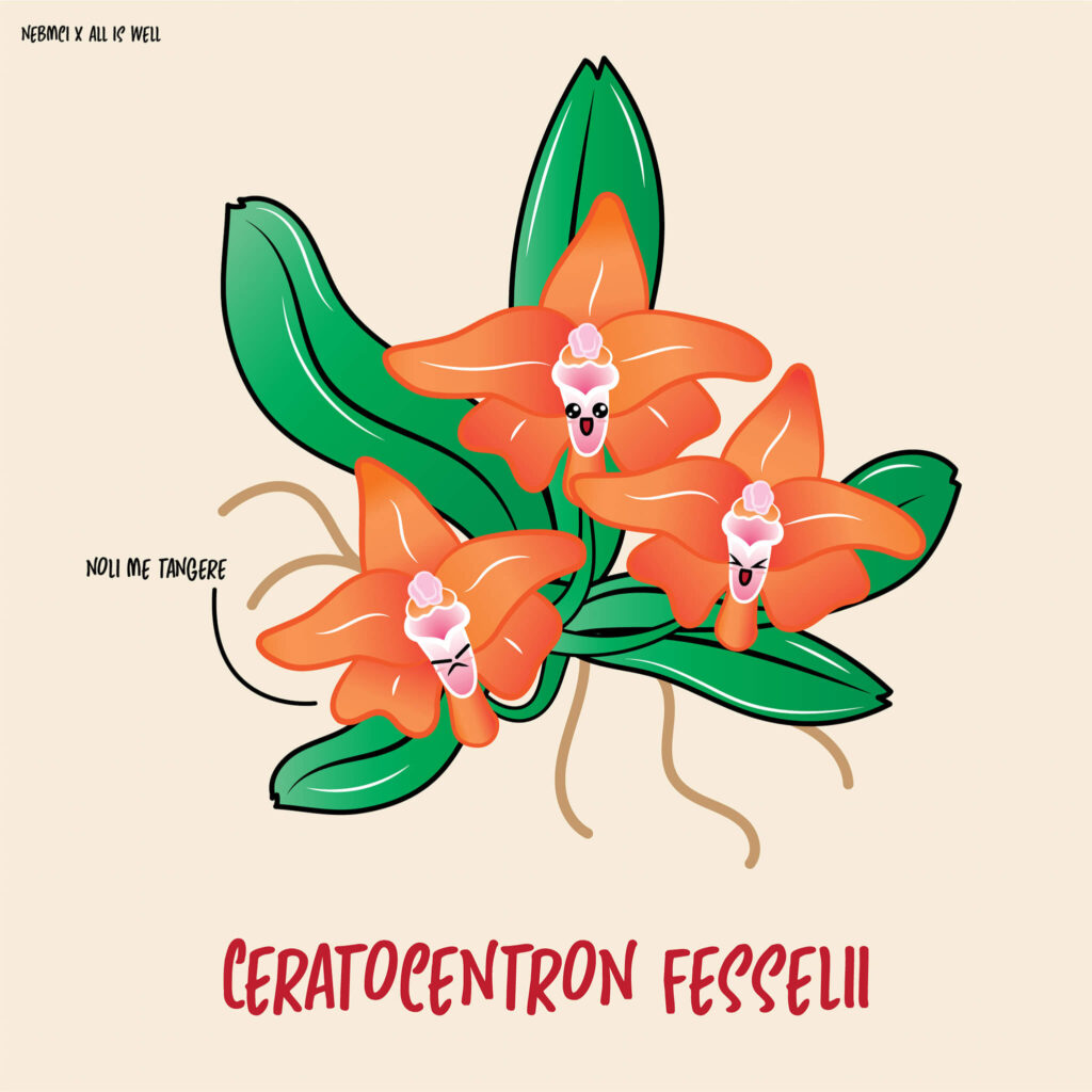 Ceratocentron fesselii