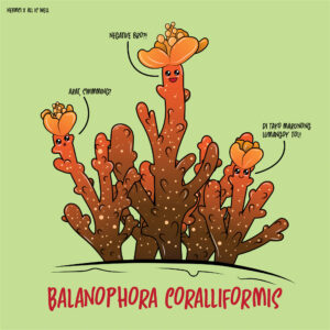 Balanophora coralliformis
